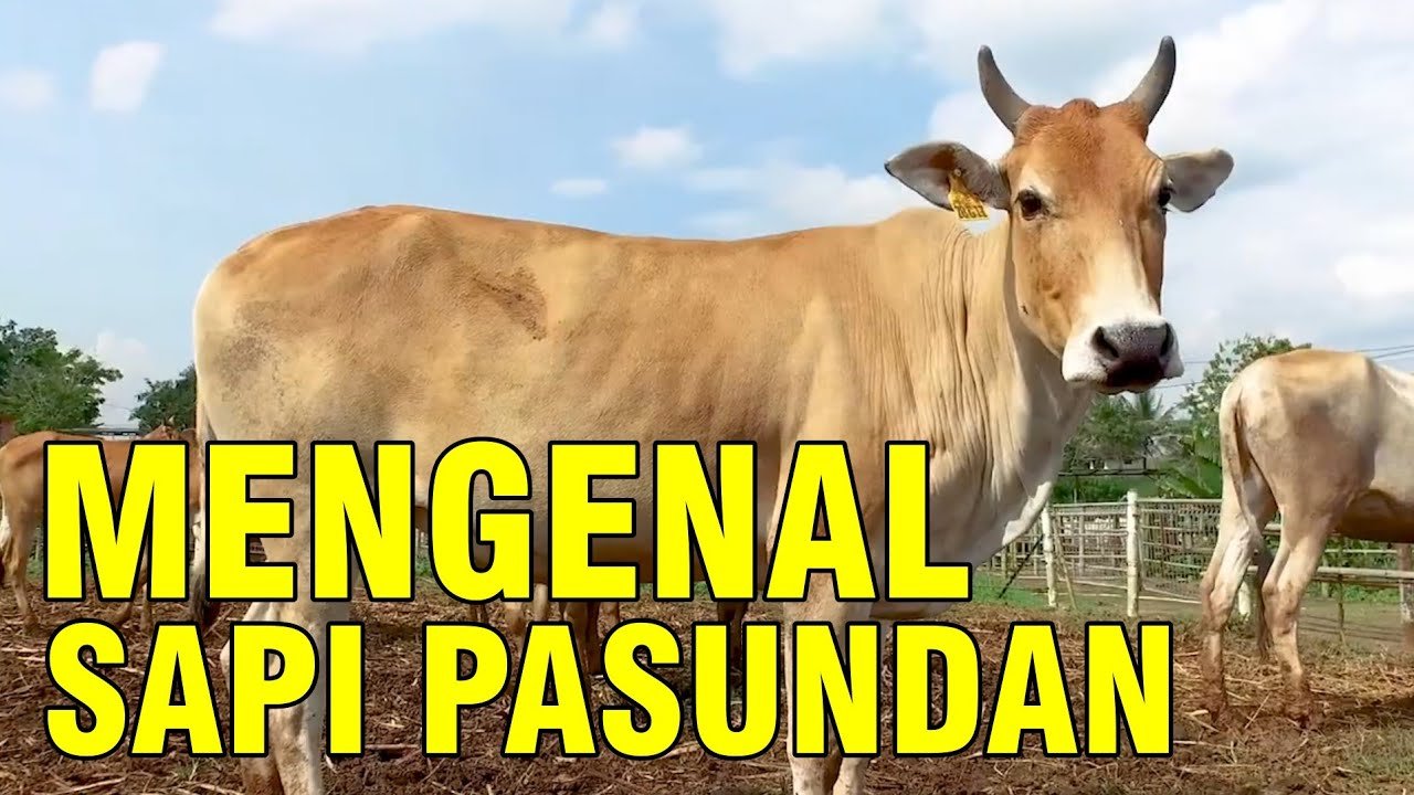 
                                 Sapi-Pasundan-Jawa-Barat-Pesisir-Asli-Indonesia